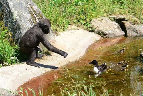 Gorilla Driven Quackers By Ducks Trying To Make Their Home