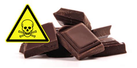 Last post 06 may 09, 23:03: Chocola is giftig! | Mijn Dierenkliniek | Uw dierenarts in ...