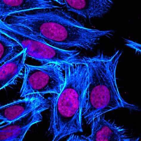 Fluorescent Cell Stains For Organelles And Cellular Structures Biotium