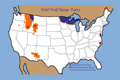 Abes Animals American Gray Wolf Range Map Illustration
