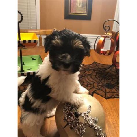 This can be a dangerous and costly mistake if the website turns out to be a scam or puppy mill. Hypoallergenic Havanese Puppies in Atlanta, Georgia - Puppies for Sale Near Me