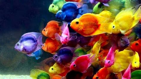 10 Most Colorful Freshwater Fish For Your Aquarium Youtube