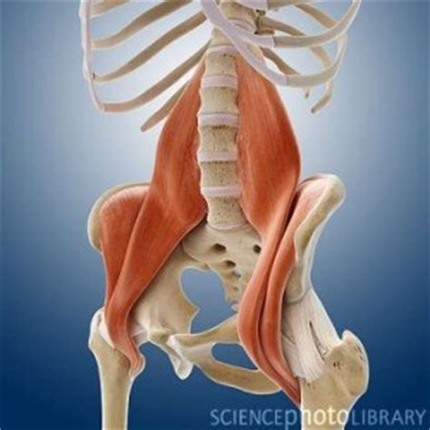 Lower back tightness is a common complaint among many people. Understanding the Psoas: The Muscle of the Soul - Thrive ...