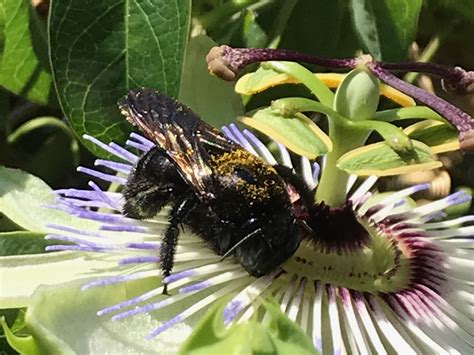 Really Big Bumble Bee Pollen Showering On A Passionfruit Flower Brotherly Love