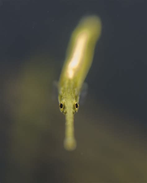 Freshwater Pipefish 2 A Short Tailed Freshwater Pipefish Flickr