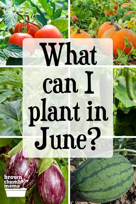 8 Vegetables To Plant In June Zone 9 Brown Thumb Mama
