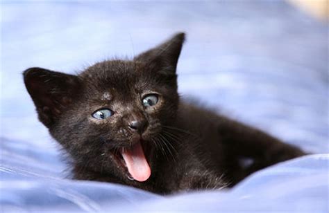 See more ideas about kitten, cute black kitten, black kitten. Blackjack the Black Kitten « Cute and Funny Pet Photos of ...