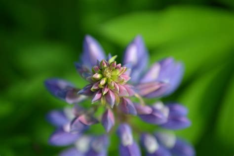 Focus Photography Of Purple Petaled Flower · Free Stock Photo