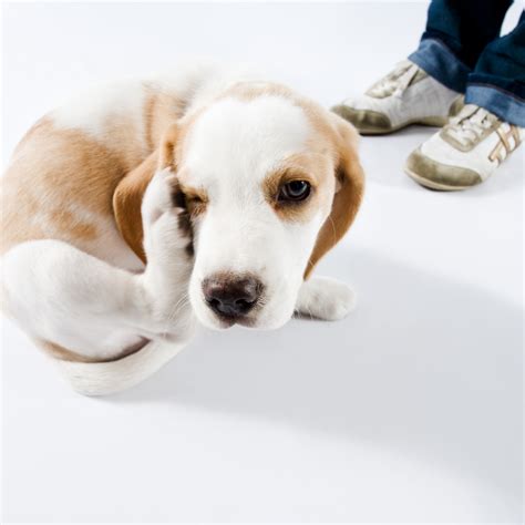 Natural Ways To Combat Itching And Scratching In Dogs Allivet Pet
