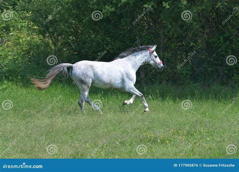 A Gray Horse Galloping In A Green Meadow Stock Photo Image Of Move