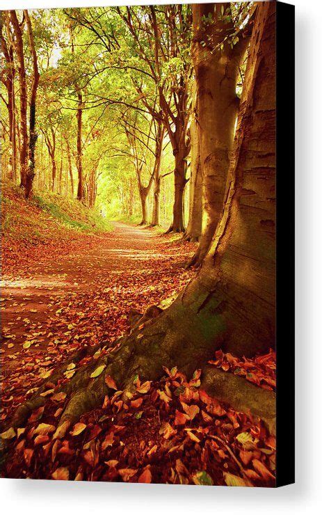 Autumn Path Canvas Print Canvas Art By Mihaela Pater Autumn Forest