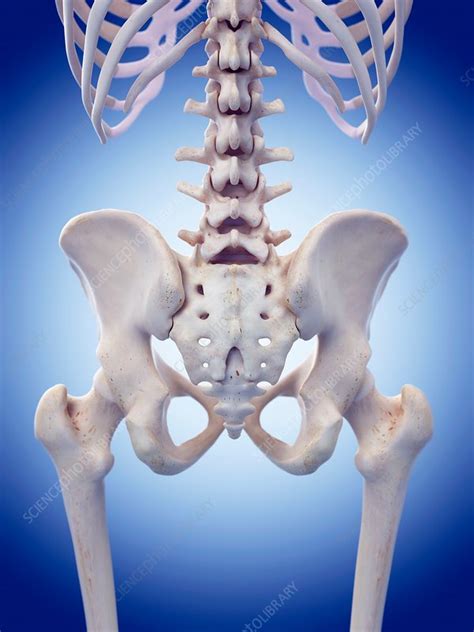 Pelvic Bones Stock Image F0162821 Science Photo Library