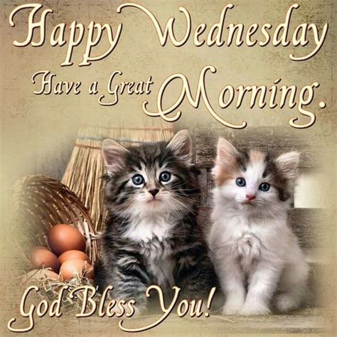 Happy Wednesday. Have a Great Morning. -- Cute Kittens :: Wednesday 