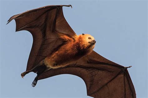 November Flying Fox Bats News And Features University Of Bristol