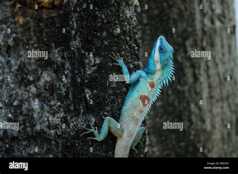 Blue Crested Lizard Calotes Mystaceus Hi Res Stock Photography And