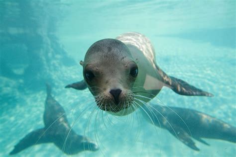 Where Do You Find Sea Lions - Nada Tallie