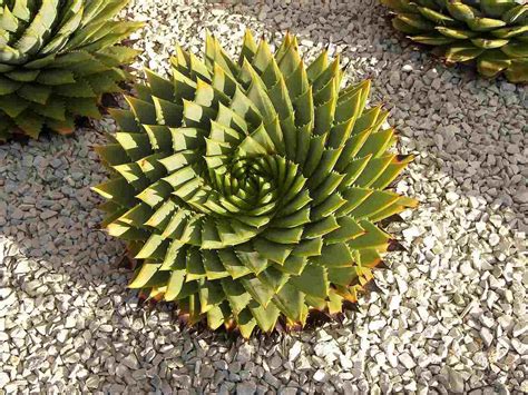 C'est différent des plantes vertes habituelles il vous faudra désapprendre ces informations vous permettront de cultiver sans difficulté les cactus et plantes grasses les plus courants. Épinglé sur jardin