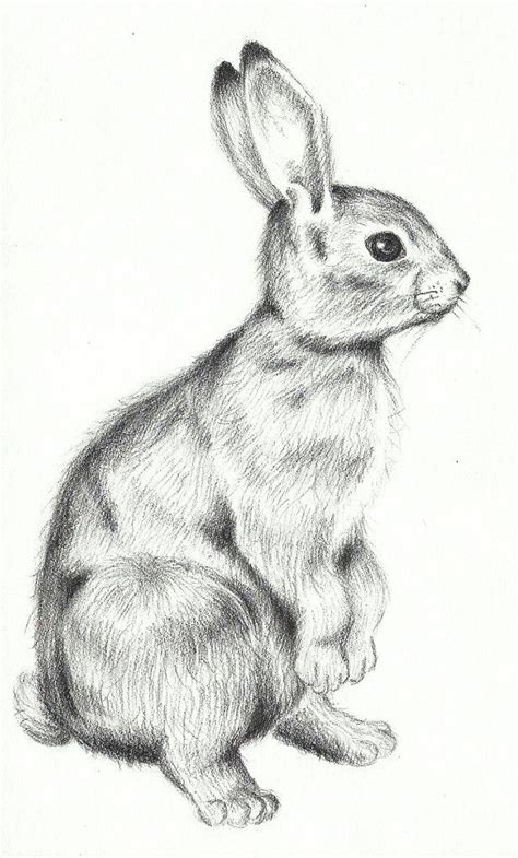 Rabbit Sketch Bilscreen