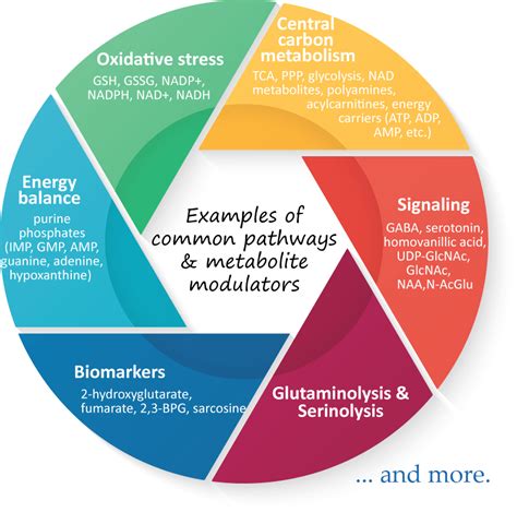 Cancer Metabolism Human Metabolome Technologies