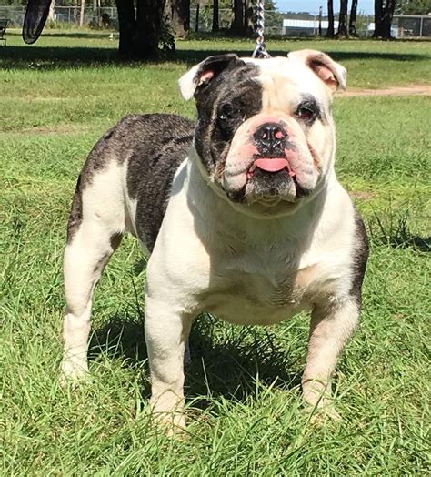 Ckc registered english bulldog puppies. Olde English Bulldogge Puppies For Sale | Killeen, TX #69726
