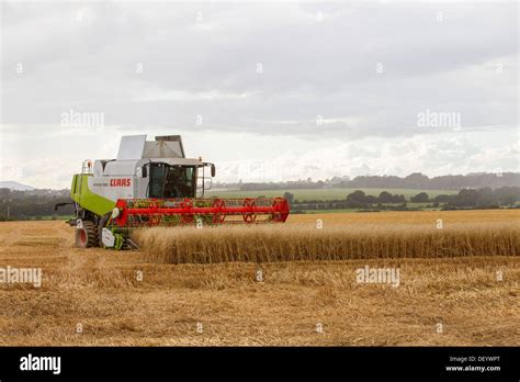 Uk Wheat Harvesting Hi Res Stock Photography And Images Alamy