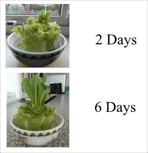 Re Growing A Romaine Lettuce From A Stump Growing Veggs