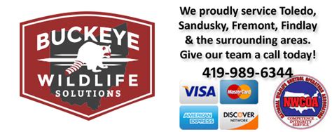 Call us any time, and we will be happy to discuss your critter problem, and we do a complete job from start to finish, for a permanent solution to your akron pest control wildlife problem. Fremont Wildlife Removal, Pest Animal Control OH - Buckeye ...