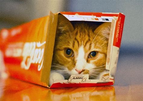 why do cats love boxes so much lovecats world