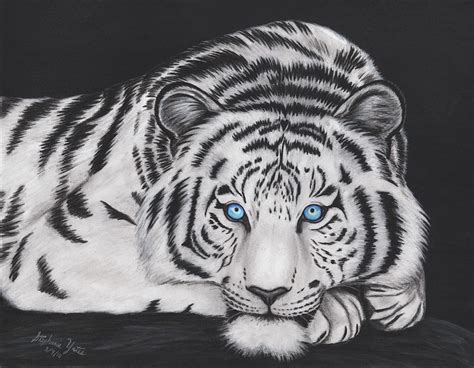 White Tiger Drawing By Stephanie Yates Fine Art America