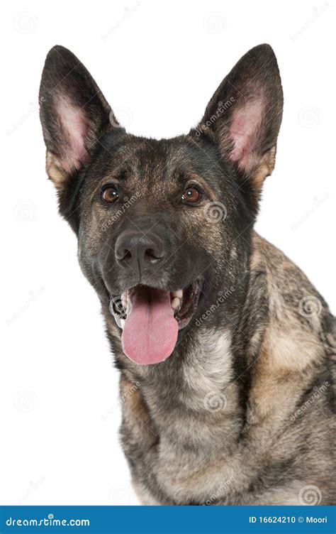 Grey German Shepherd Dog Stock Photo Image Of Breed 16624210
