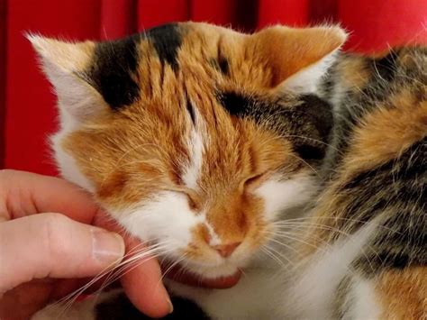 Kostenlose Bild Hauskatze Hand Finger Niedlich Tier Fell Haustier Katze Kopf Schnurrhaare