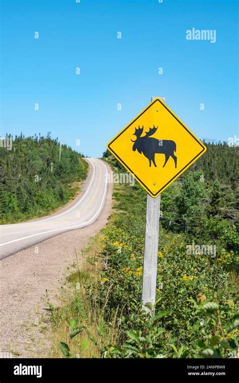 road sign warns of crossing moose cabot trail cape breton highlands national park nova scotia