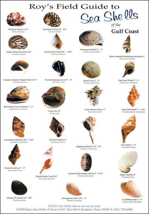 57 Best Seashell Identification Around The World Images On Pinterest