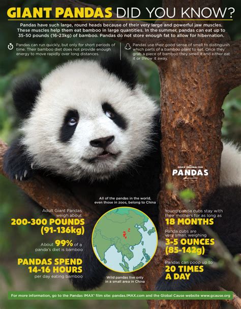 Giant Panda Facts Funtastic Life