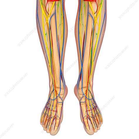Check spelling or type a new query. Lower body anatomy, artwork - Stock Image - F006/0237 ...