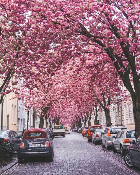 Enjoy Cherry Blossom In Europe