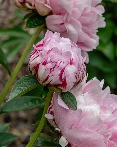 Chinese Peony Paeonia Lactiflora The Fawn In The Peonies Database