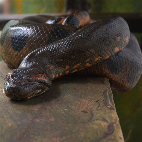 Amazon Forest Animals Anaconda Kunci Sukses