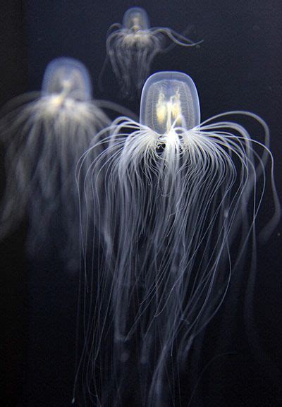Jellyfish Deep Sea Creatures Beautiful Sea Creatures Animals