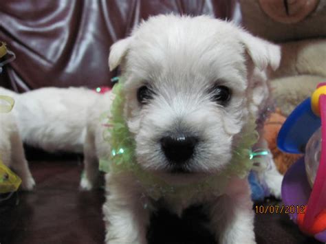 Looking for puppies for sale in texas? Nancy's Westies -Meig's Litter of Westie Puppies for Sale