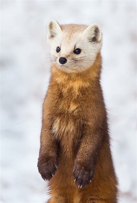 The american marten (martes americana), also known as the american pine marten, is a species of north american mammal, a member of the family mustelidae. Curiously Cute Pine Martens - Fubiz Media
