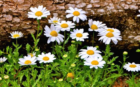 Daisies Daisy Flowers Flowers Wallpapers Hd Desktop And Mobile Backgrounds