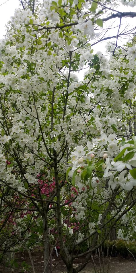 A Deciduous Flowering Ornamental Tree That Prefers Full Sun And Well