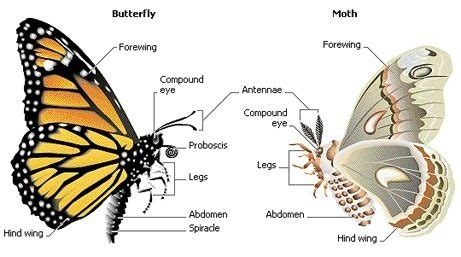 datos  diferencias interesantes entre mariposas