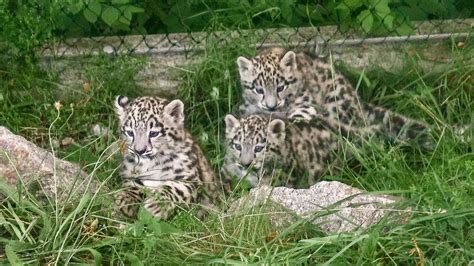 Video Born Three Trio Of Snow Leopard Cubs Follow In The Footsteps Of