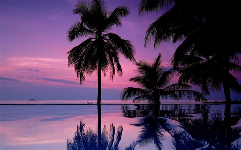 Palm Tree Beach Sunset Wallpaper 4k Here You Can Find The Best Sunset