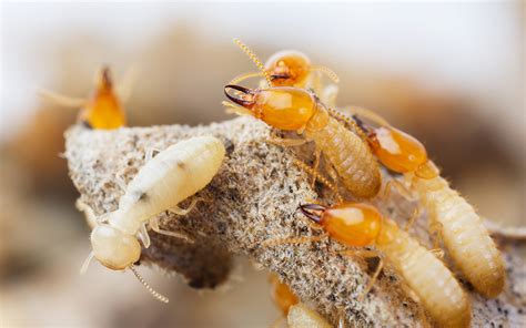 Where Do Termites Live Termite Habitat Facts