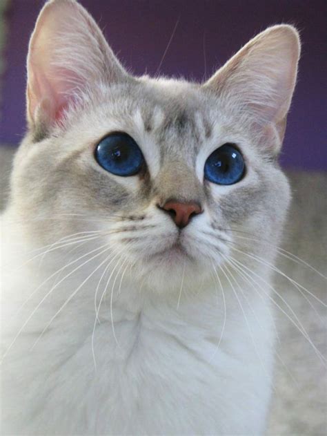 Blue Lynx Point Catssiamese Pinterest Russian Blue Cat