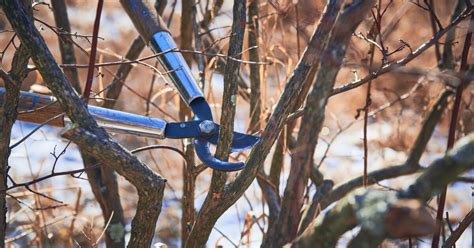 Pruning 101 Blueberry Bushes Vermont Public