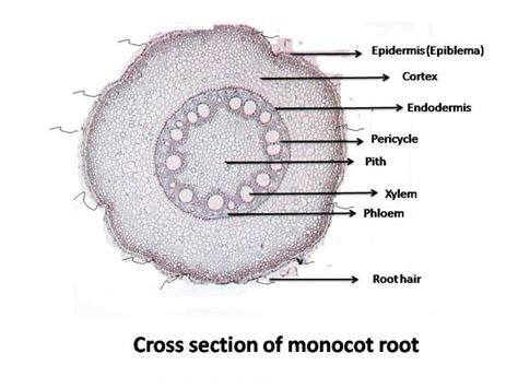 Monocot stems, such as corn, palms and bamboos, do not have a vascular cambium and do not exhibit secondary growth by the production of concentric annual rings. Lab 4: Root Structure - Biology 3000 with Rashotte at ...